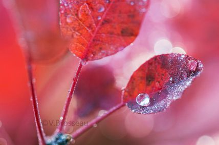 La perle d'automne ...