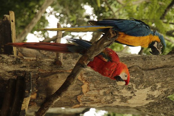 L'art au naturel... Les perroquets aux couleurs du drapeau vénézuélien...