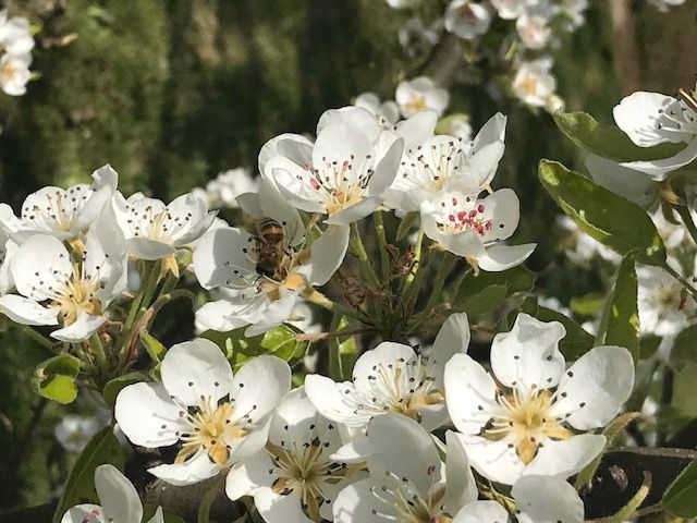 PHOTOS du printemps des maîtresses