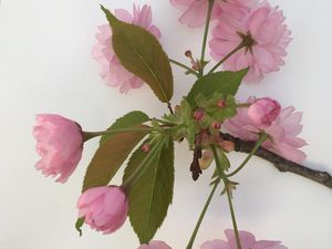 Observation des premières fleurs de cerisier japonais du jardin des plantes.