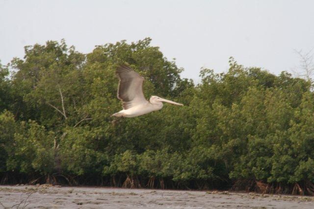 Album - casamance-senegal