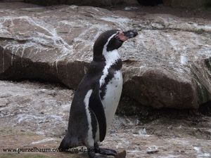 Soldatenaras, Zwergmanguste, Mara, Humboldt-Pinguin, Uhu, Wildhund, Wolf