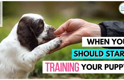 Dog Training and Routines