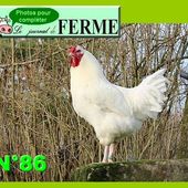La poule Charollaise