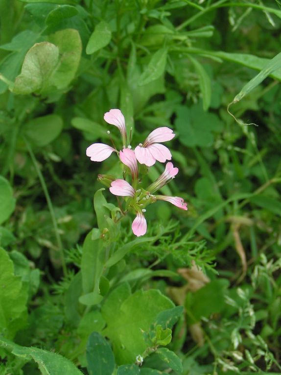 La jachère de mon jardin...2....