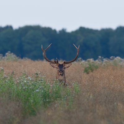 Saison dans les colza