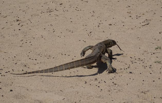 Namibie 12