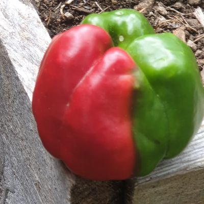 Surprises de la nature