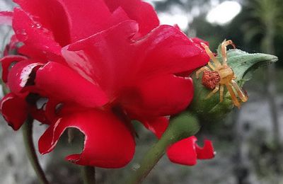 L’araignée et sa rose