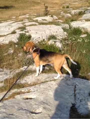 Beagle exceptionnelle