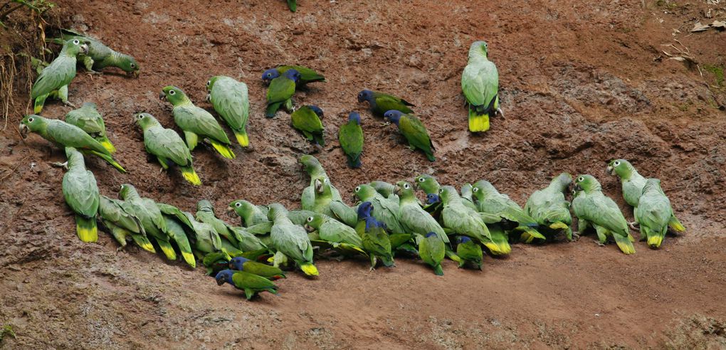 Album - Amazonie Napo Wildlife Center