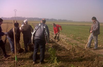 Plantations au chémin de Crézecques