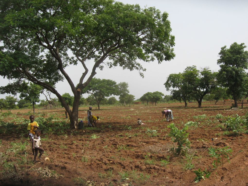 Des activité du projet Wurodinisso / Programme intégré de développement agropastoral de la FWS