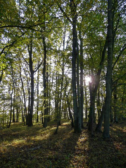 Toutes ces photos ont été réalisées par Junior, le fils de Mamie lors de ses balades