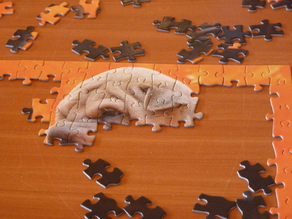 Album - concours-puzzle-2012