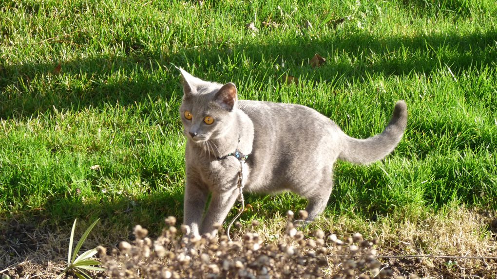 petit compagnon de mélissa