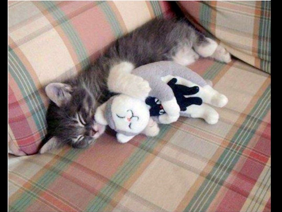 Divers - Il fallait l'attraper