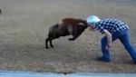 VIDEO - Il fait un tête à tête avec un bélier !