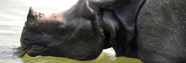Chitwan, oiseaux, crocos et rhino