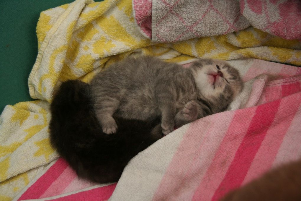 Portée de deux chatons.
(Chaussette + Dwayne)