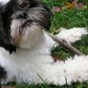 Chiens de salon : les Shih Tzu