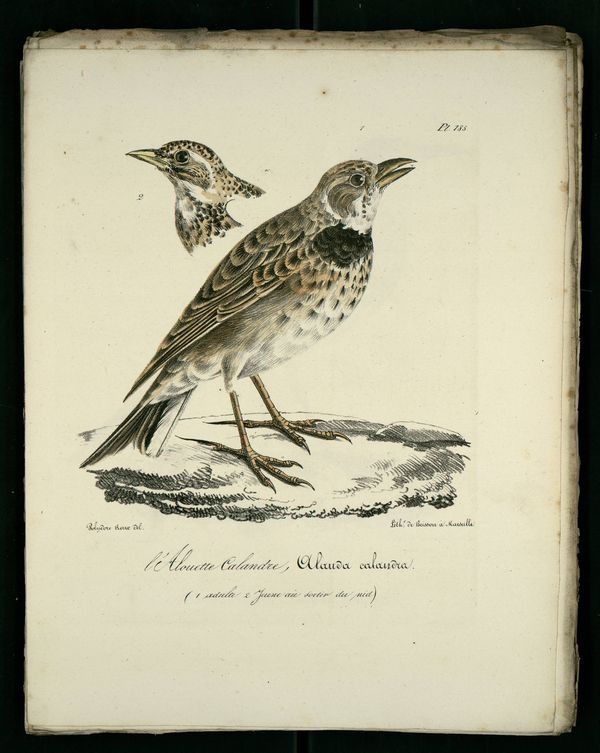 Gravures anciennes en couleur illustrations des oiseaux de Provence