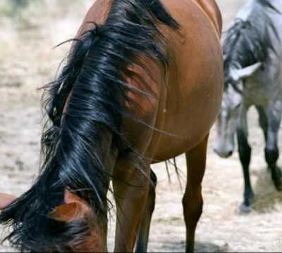 Moustaki & Fernández : Demande de réparation pour dommages de guerre