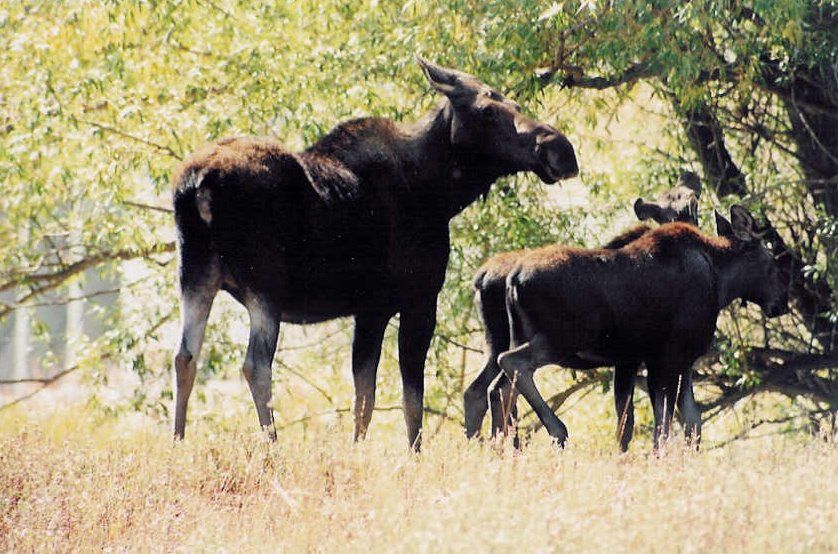 Album - Yellowstone NP, 2004