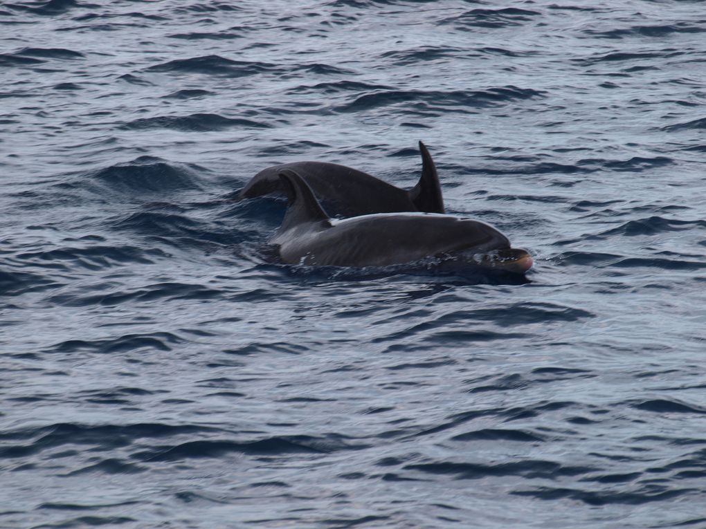 Grands dauphins
(Tursiops truncatus)
Population residente 
Tenerife, Canaries.