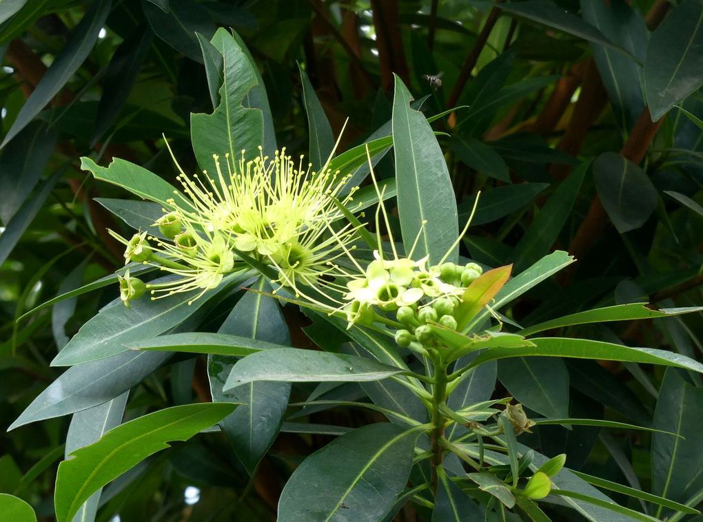 Fleurs du jour (23-25) - J'ai descendu dans mon jardin... (22)