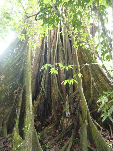 Album - Iquitos,l'Amazonie 12octobre