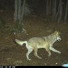 Le loup en Haute Savoie