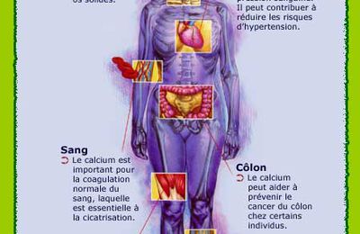 Le calcium c est quoi