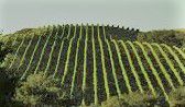 #Chardonnay Producers Hawaii Island Vineyards USA
