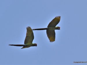 Oiseaux du Costa Rica