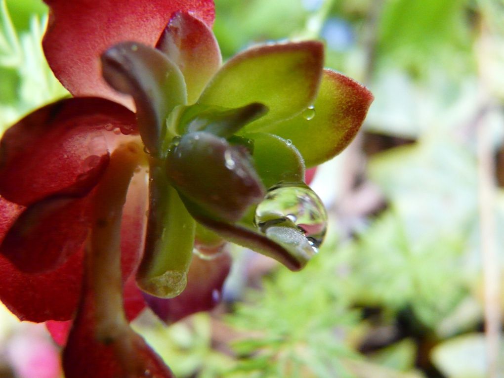 Album - fleurs--animaux