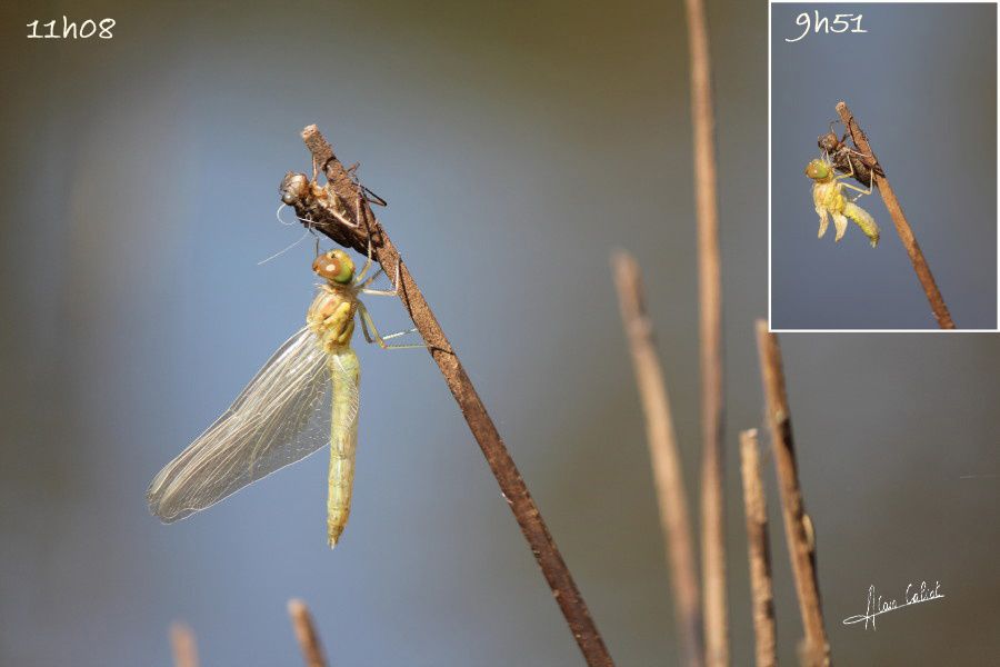 Emergence anisoptère