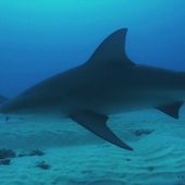 Un documentaire pour dédiaboliser le requin bouledogue - Le Journal du week-end | TF1