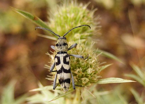 Album - Cerambycidae