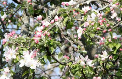 Se pâmer dans les pommes