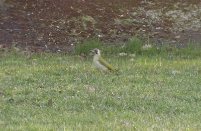 toujours des visiteurs dans le jardin ....