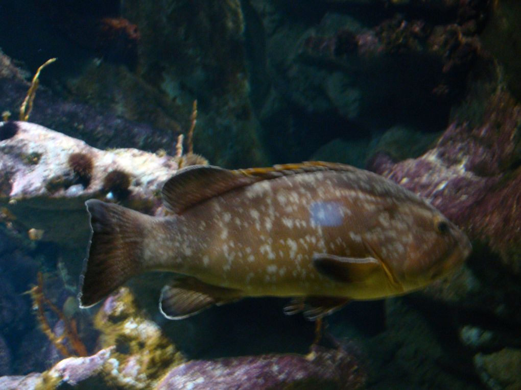 Album - L-aquarium-de-Montpellier