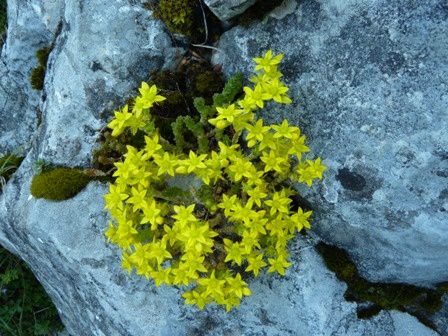 fleurs rencontrées pendant randonnées. Classées par mois de floraison - Nom de la plante - Endroit de rencontre