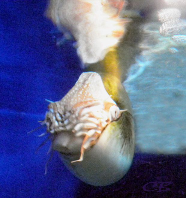 Album - Aquarium-Monaco