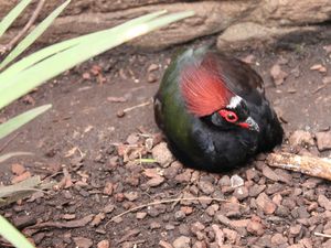 Zoo de Beauval : les oiseaux