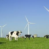 Ces éoliennes qui troublent le lait des vaches