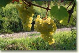 #Riesling Producers Indiana Vineyards