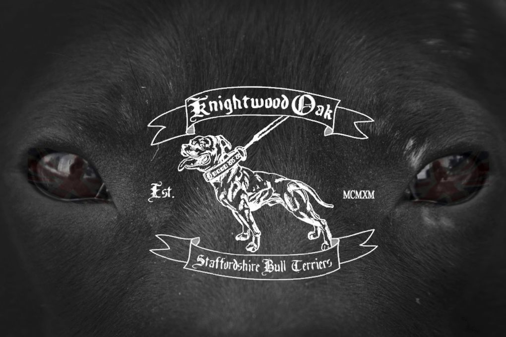 Album - Olde-Bulldogge-pubs-and-logos