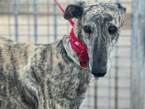 levrier d'espagne a adopter a l'association sos chiens galgos