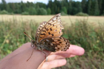 Finlande : C'est la fin de la semaine!